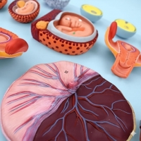 Human Fertilization & Early Embryogeny Model – Myaskro