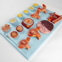 Human Fertilization & Early Embryogeny Model – Myaskro