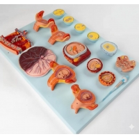 Human Fertilization & Early Embryogeny Model – Myaskro