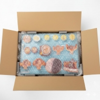 Human Fertilization & Early Embryogeny Model – Myaskro