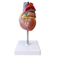 Secondary School Anatomy Models & Charts Bundle– Complete Teaching Set for Students & Teachers