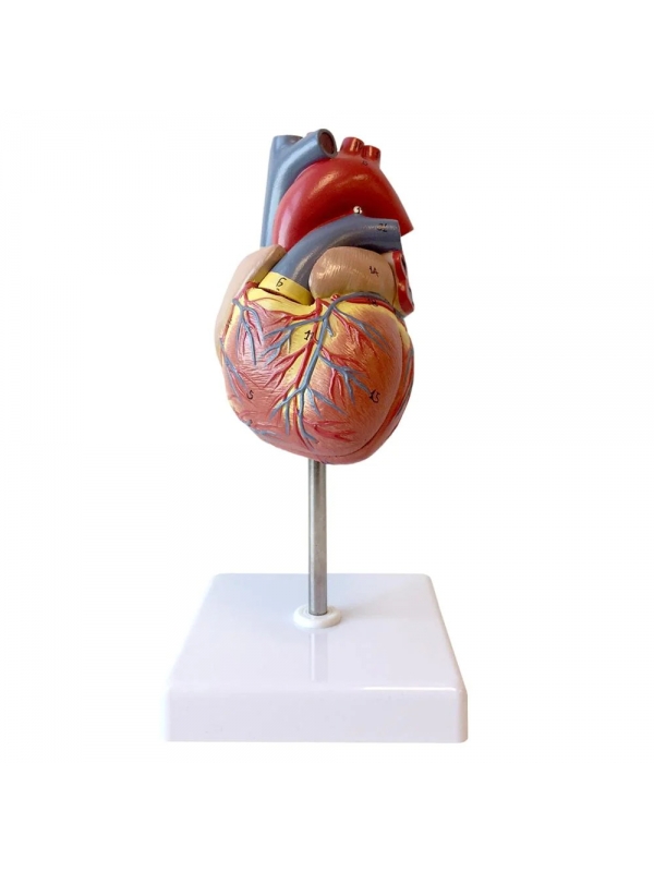 Deluxe Heart Model For Anatomists And Medical Students