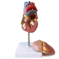 Deluxe Heart Model For Anatomists And Medical Students