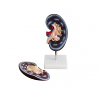 Secondary School Anatomy Models & Charts Bundle– Complete Teaching Set for Students & Teachers