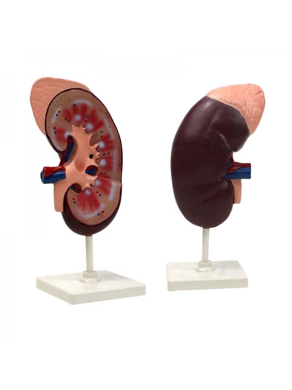 Human Kidney with Adrenal Gland Model - Myaskro