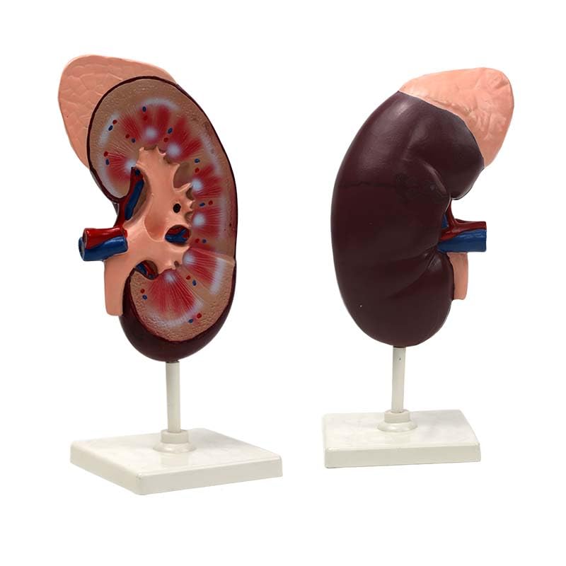 Human Kidney with Adrenal Gland Model - Myaskro