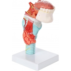 Life-Size Human Larynx, Tongue & Teeth Model – 5-Part Detachable Anatomy Model for Medical, Dental, and Classroom Learning - Myaskro