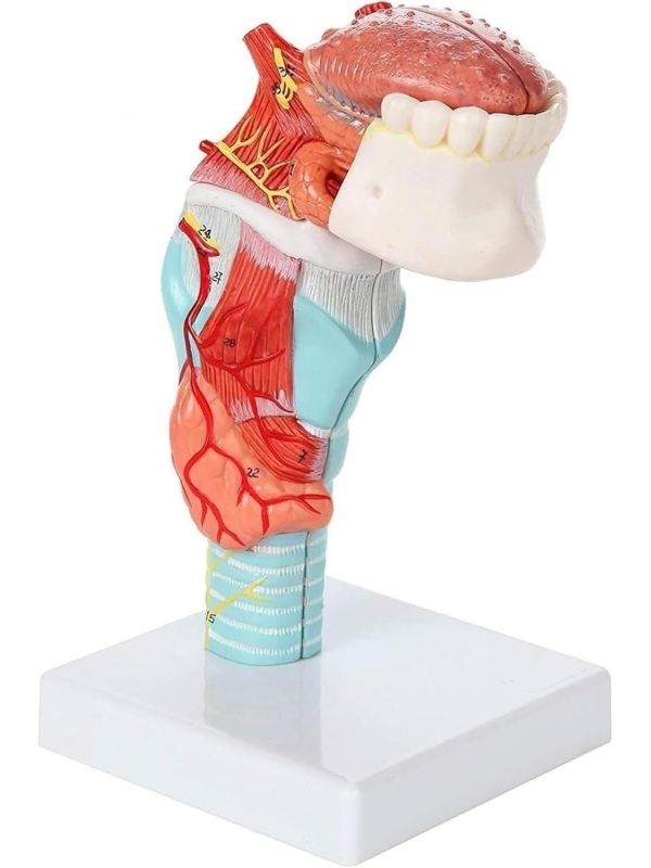 Life-Size Human Larynx, Tongue & Teeth Model – 5-Part Detachable Anatomy Model for Medical, Dental, and Classroom Learning - Myaskro