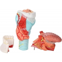 Life-Size Human Larynx, Tongue & Teeth Model – 5-Part Detachable Anatomy Model for Medical, Dental, and Classroom Learning - Myaskro