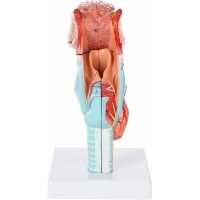 Life-Size Human Larynx, Tongue & Teeth Model – 5-Part Detachable Anatomy Model for Medical, Dental, and Classroom Learning - Myaskro