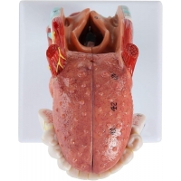 Life-Size Human Larynx, Tongue & Teeth Model – 5-Part Detachable Anatomy Model for Medical, Dental, and Classroom Learning - Myaskro