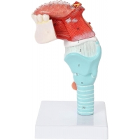 Life-Size Human Larynx, Tongue & Teeth Model – 5-Part Detachable Anatomy Model for Medical, Dental, and Classroom Learning - Myaskro