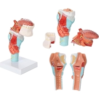 Life-Size Human Larynx, Tongue & Teeth Model – 5-Part Detachable Anatomy Model for Medical, Dental, and Classroom Learning - Myaskro