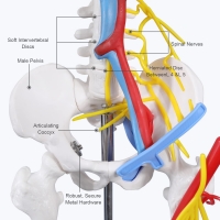 Human Skeleton Model With Nerves & Blood Vessels (85CM Tall) 