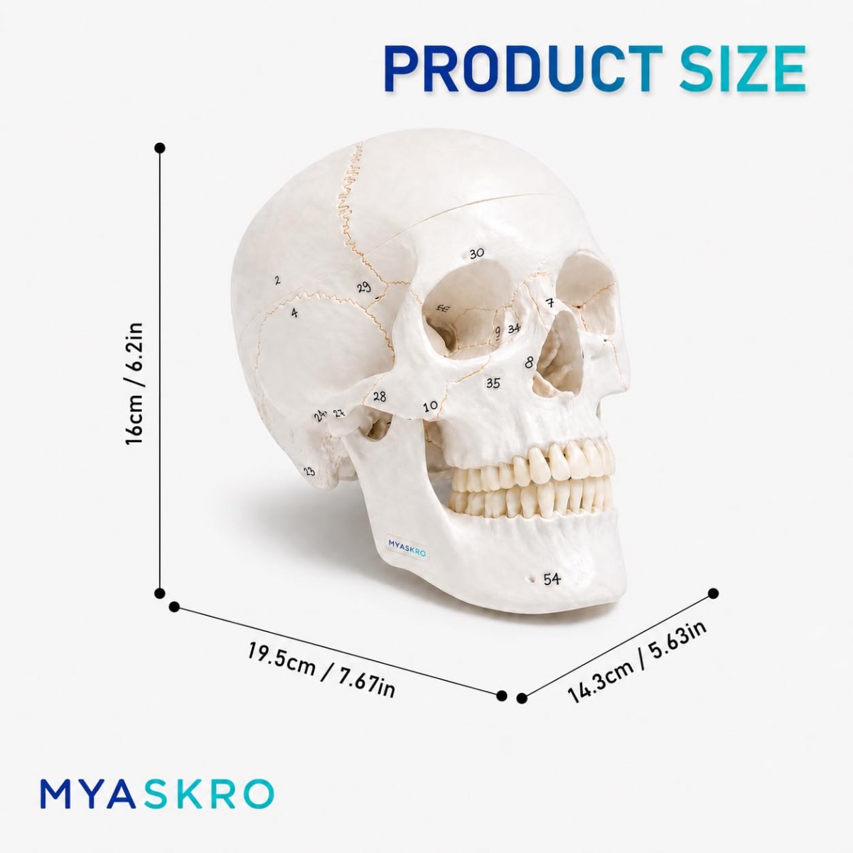 Human Skull Model With Numbers, Highlighted Sutures And Study Manual - Myaskro®