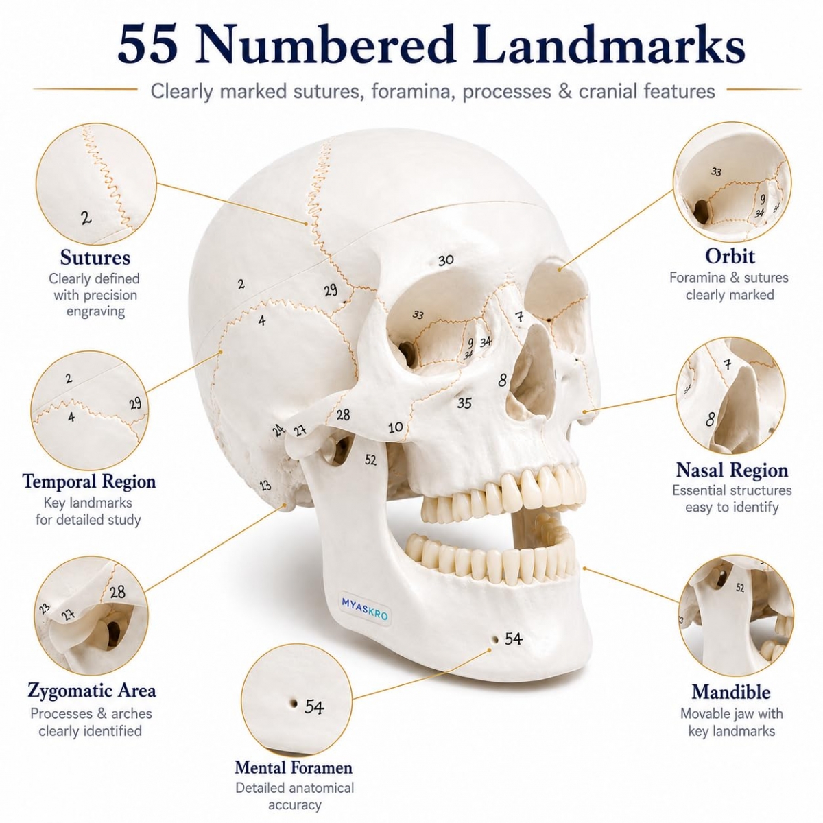 Human Skull Model With Numbers, Highlighted Sutures And Study Manual - Myaskro®