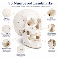Human Skull Model With Numbers, Highlighted Sutures And Study Manual - Myaskro®