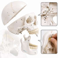 Human Skull Model With Numbers, Highlighted Sutures And Study Manual - Myaskro®