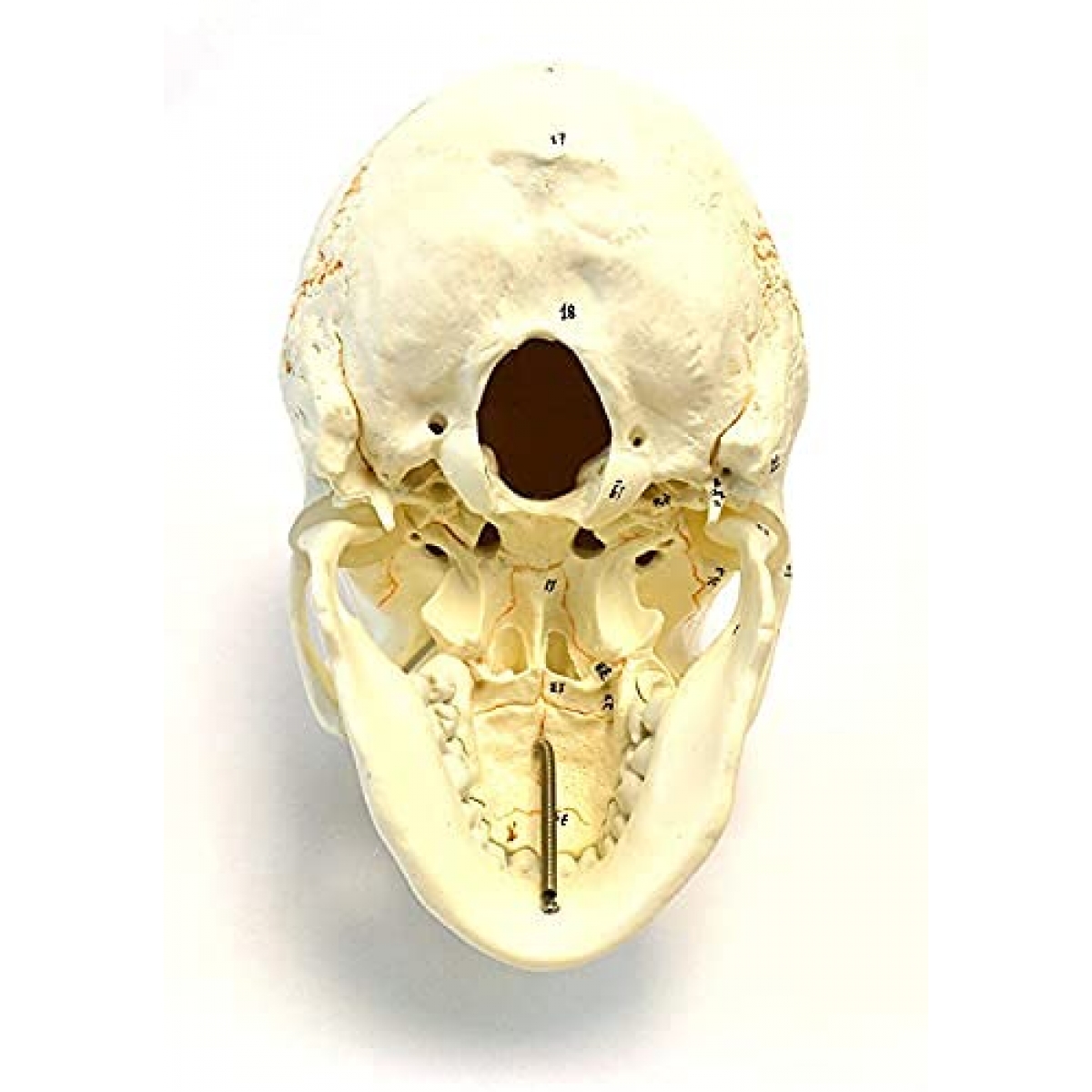 Human Skull Model With Numbers, Highlighted Sutures And Study Manual - Myaskro®