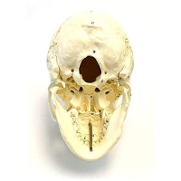 Human Skull Model With Numbers, Highlighted Sutures And Study Manual - Myaskro®