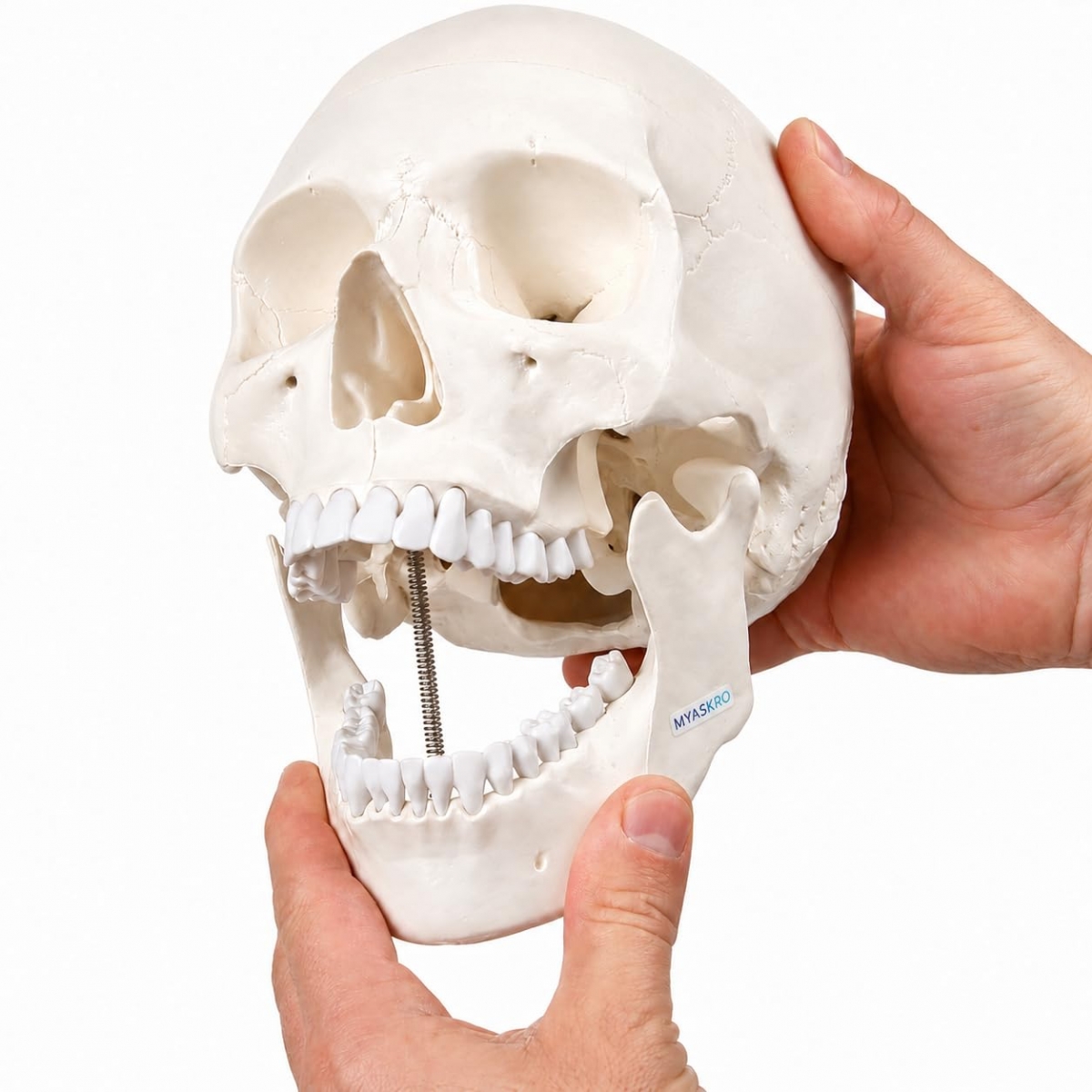 3-Part Human Skull Model (Premium Quality) Life Size