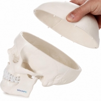 3-Part Human Skull Model (Premium Quality) Life Size