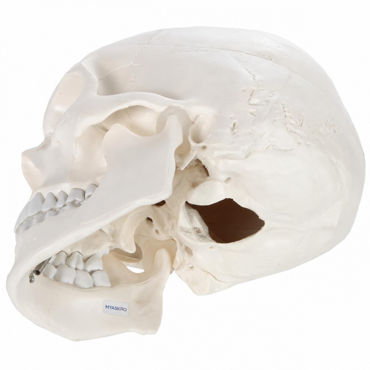 3-Part Human Skull Model (Premium Quality) Life Size