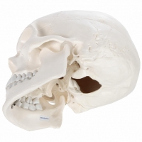 3-Part Human Skull Model (Premium Quality) Life Size