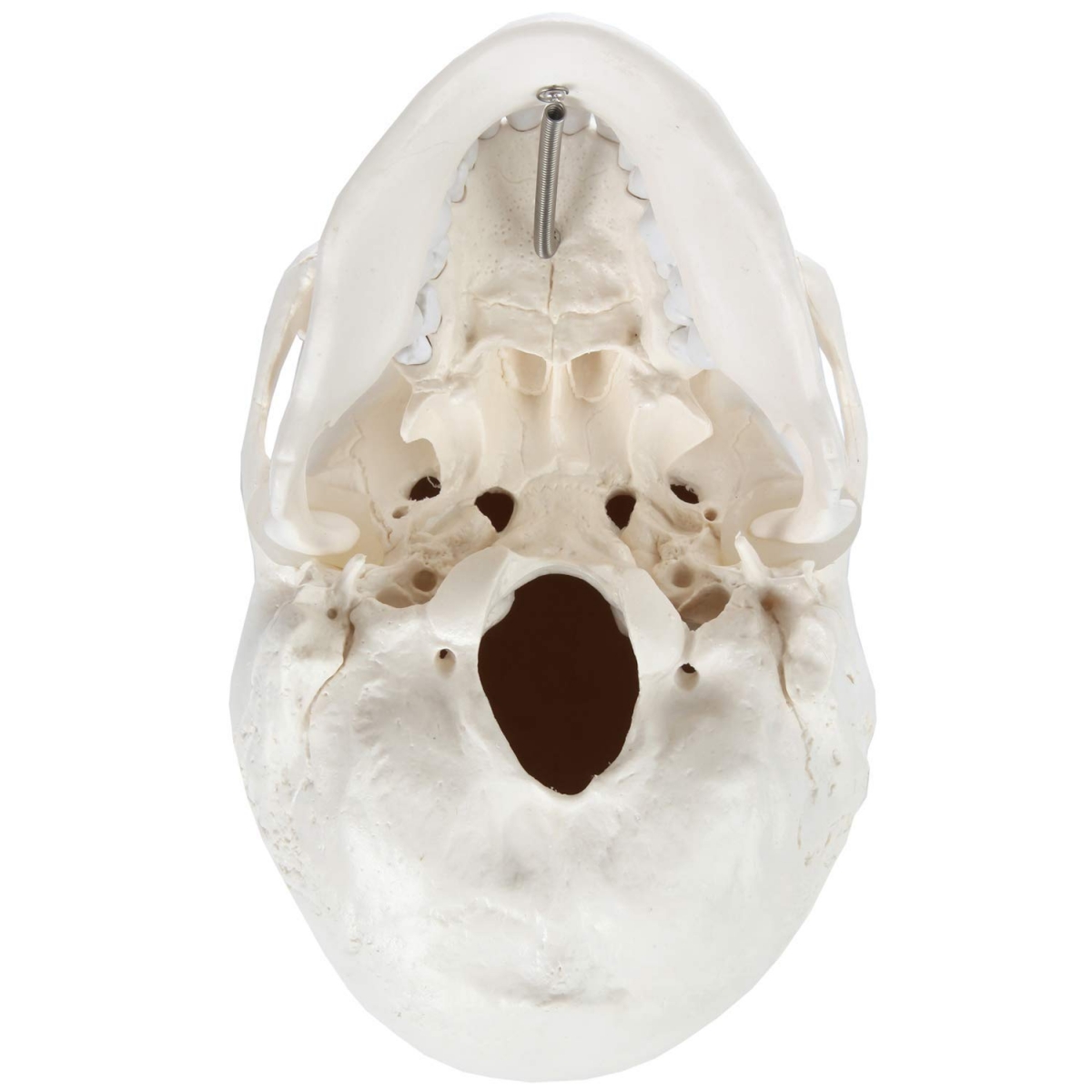 3-Part Human Skull Model (Premium Quality) Life Size
