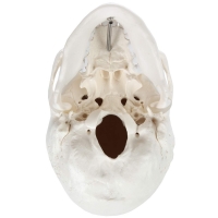 3-Part Human Skull Model (Premium Quality) Life Size
