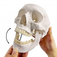 3-Part Human Skull Model (Premium Quality) Life Size