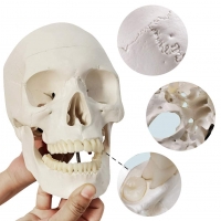 3-Part Human Skull Model (Premium Quality) Life Size