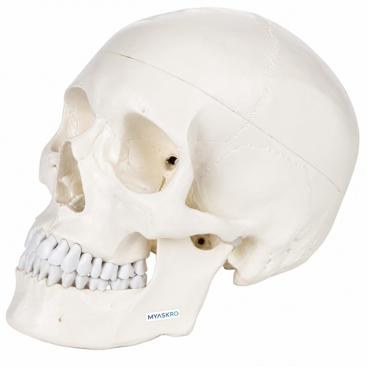 3-Part Human Skull Model (Premium Quality) Life Size