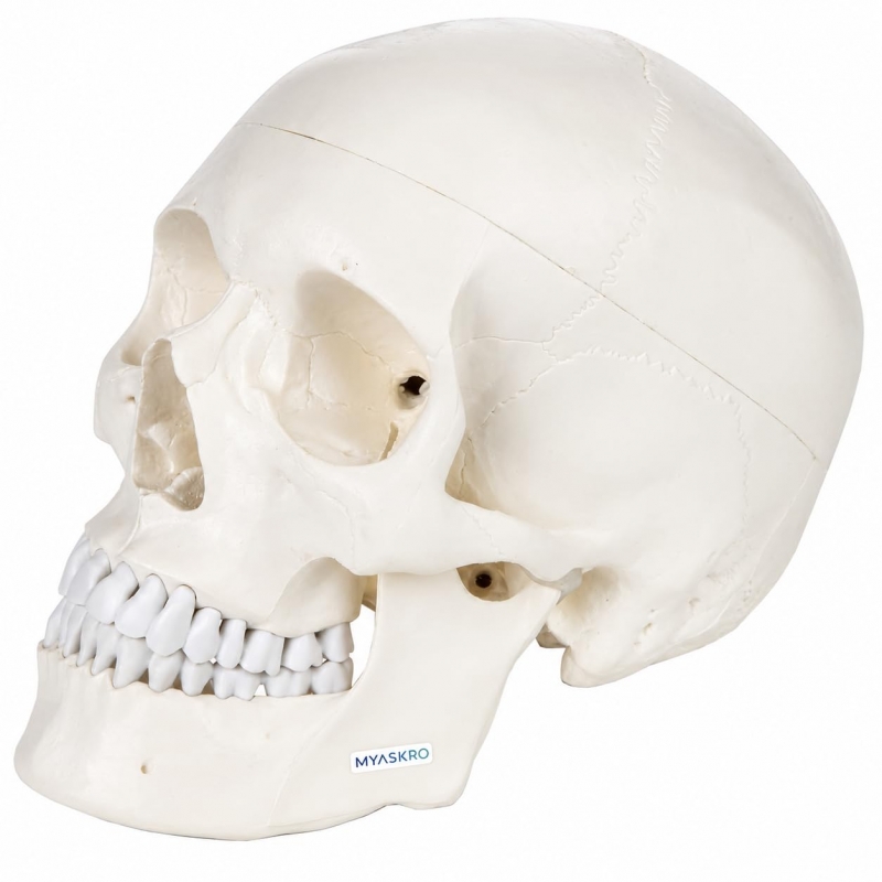 3-Part Human Skull Model (Premium Quality) Life Size