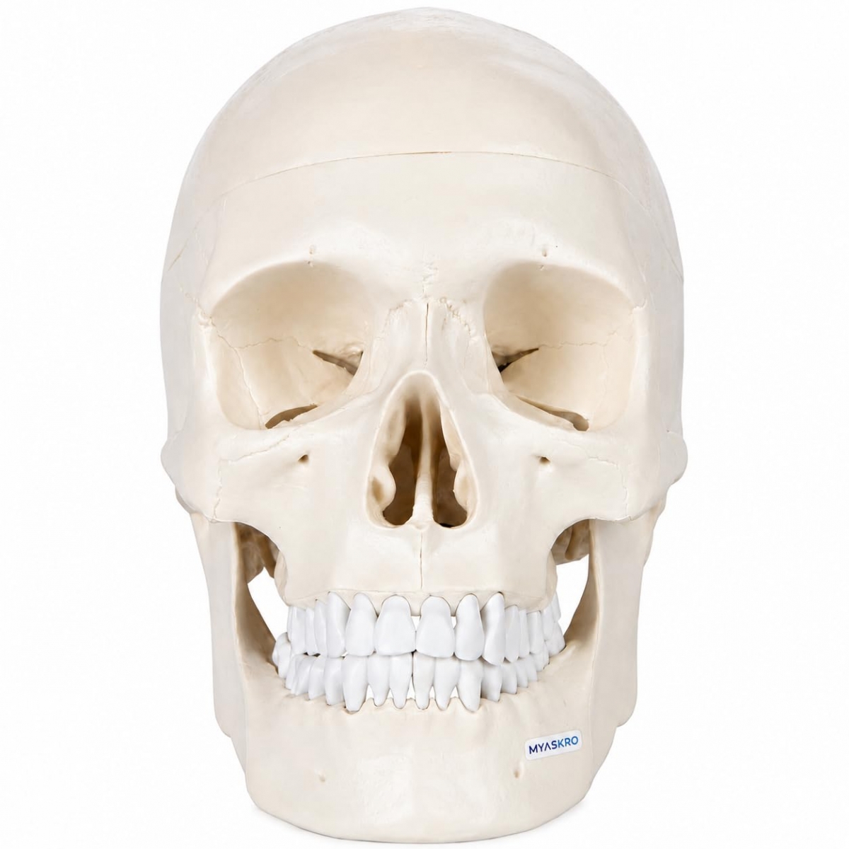 3-Part Human Skull Model (Premium Quality) Life Size