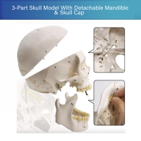 Human Skull Model With Numbers, Highlighted Sutures And Study Manual - Myaskro®