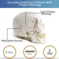 Human Skull Model With Numbers, Highlighted Sutures And Study Manual - Myaskro®