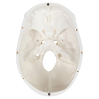 3-Part Human Skull Model (Premium Quality) Life Size