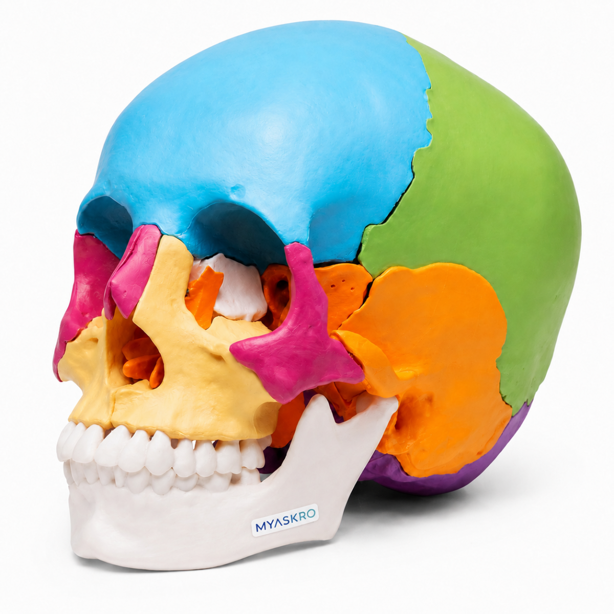Osteopathic Skull Model (22-Parts)
