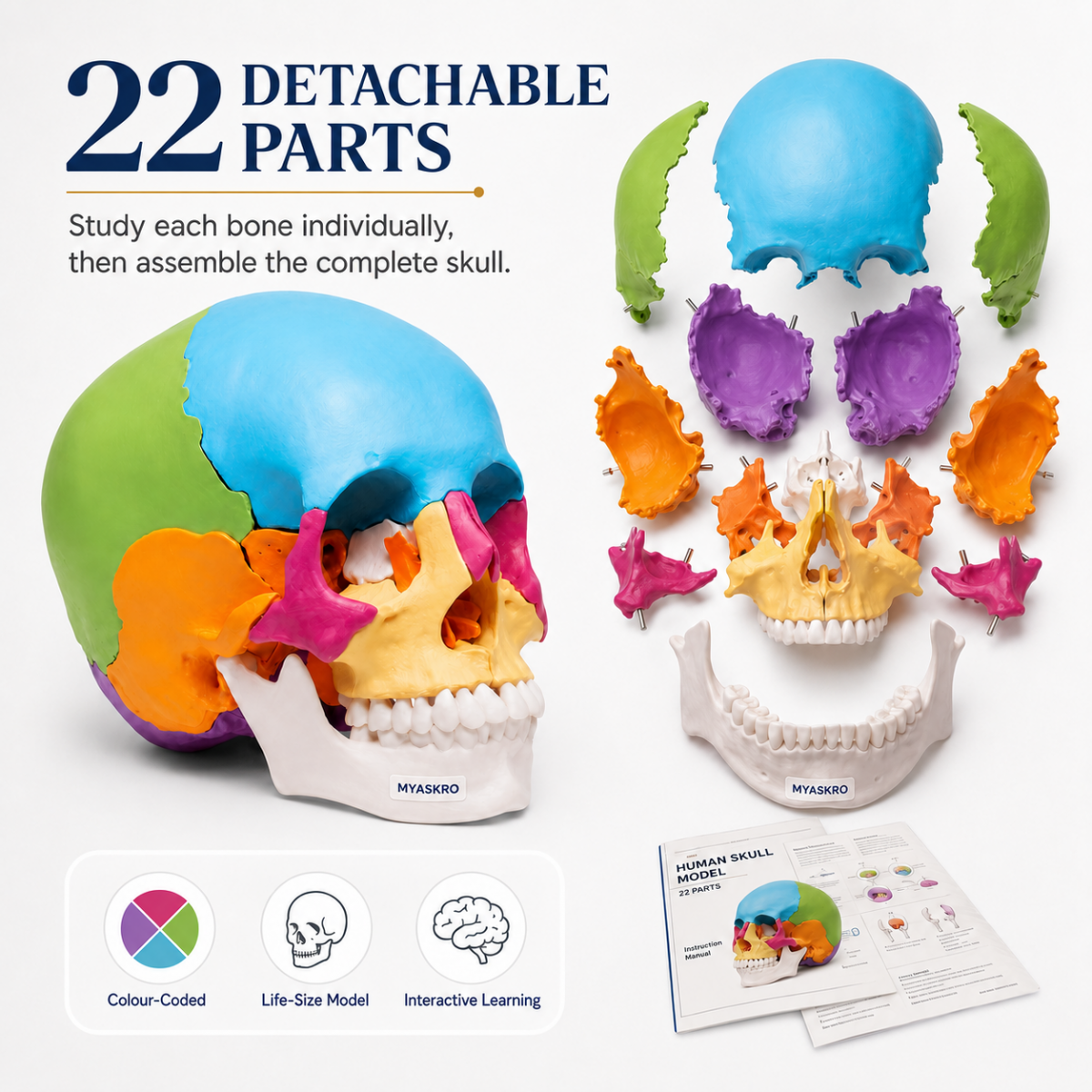 Osteopathic Skull Model (22-Parts)