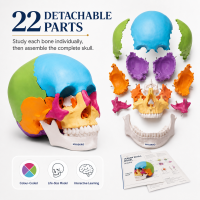 Osteopathic Skull Model (22-Parts)