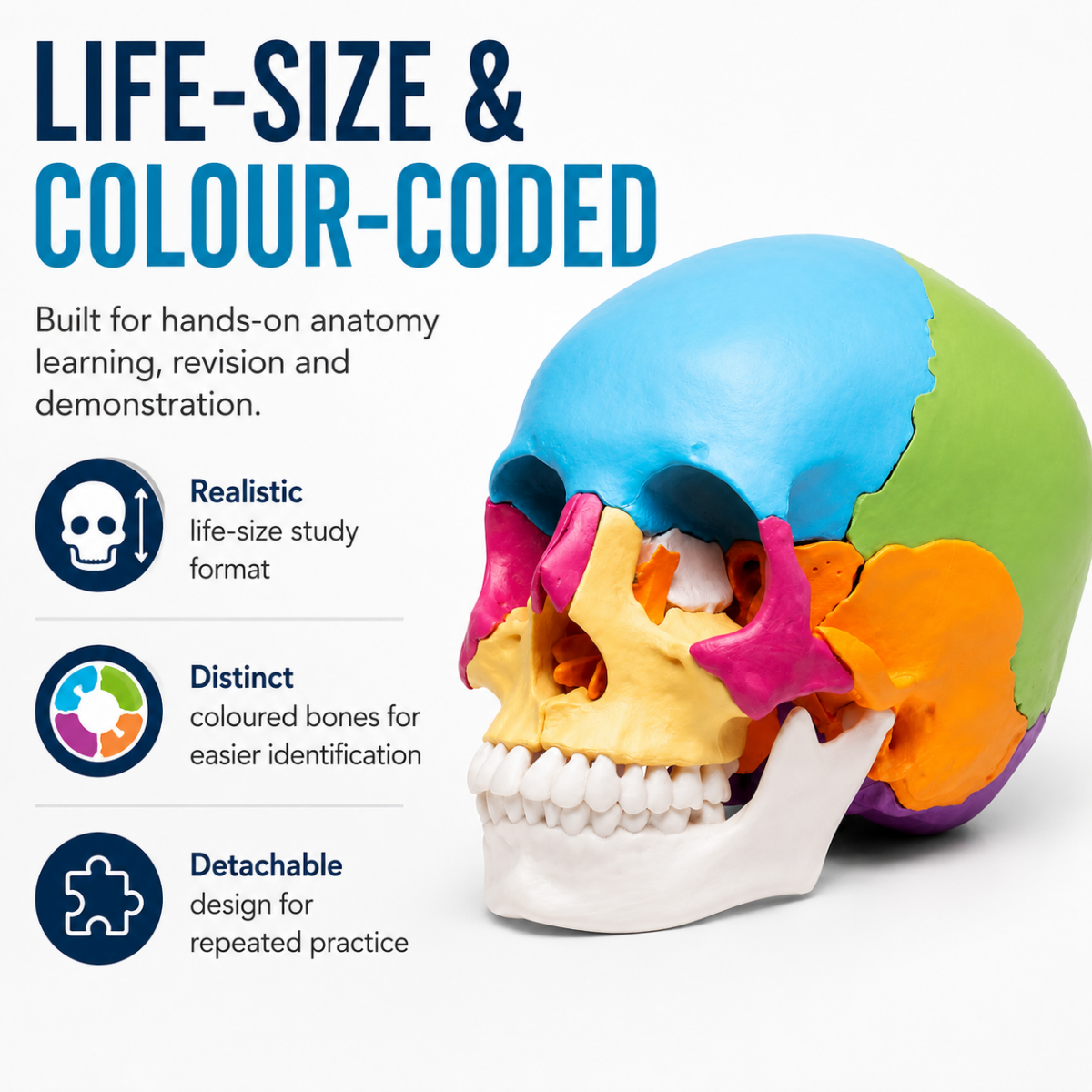 Osteopathic Skull Model (22-Parts)