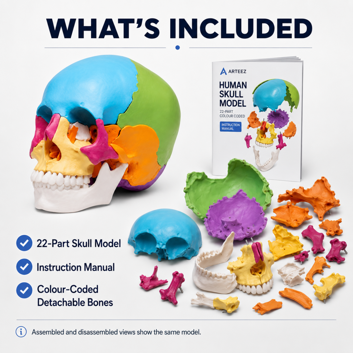 Osteopathic Skull Model (22-Parts)