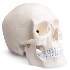 ScienceFox Human Skull Model For Anatomical Studies