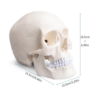 ScienceFox Human Skull Model For Anatomical Studies