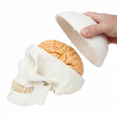 ScienceFox Human Skull Model With Brain