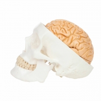 ScienceFox Human Skull Model With Brain