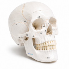 Human Skull Model With Numbers, Highlighted Sutures And Study Manual - Myaskro® Human Skull Model With Numbers, Highlighted Sutures And Study Manual - Myaskro®