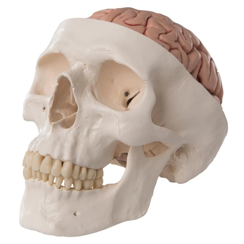 Skull Model With 8 Parts Brain