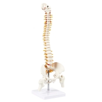 Spine Model, Knee Model, Shoulder Model, 3 Items Bundle | Premium Medical Quality | 96% Anatomical Accuracy
